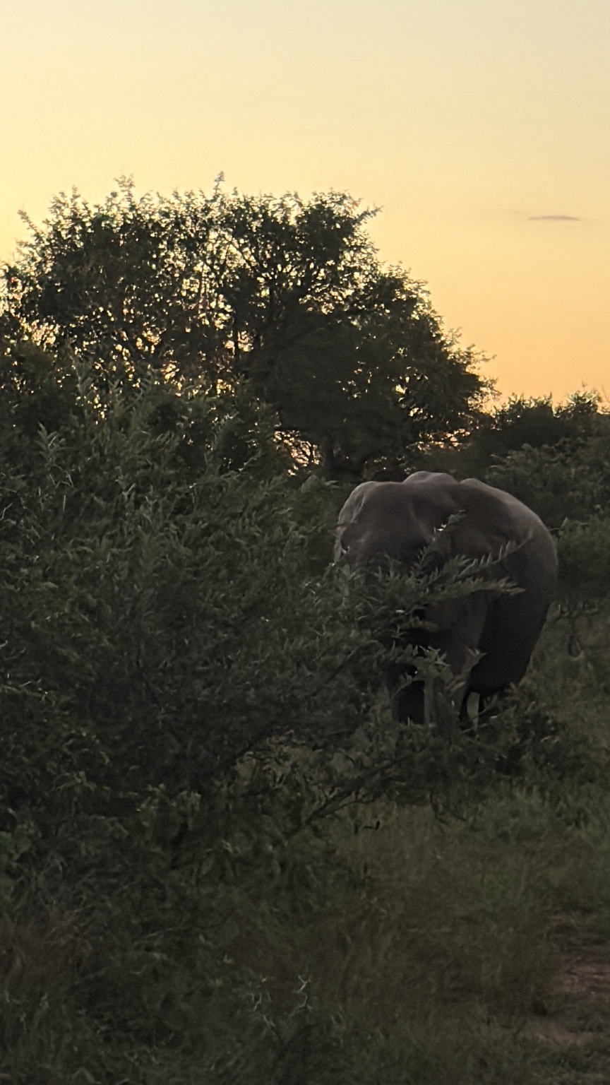 Elephant on safari at sunset